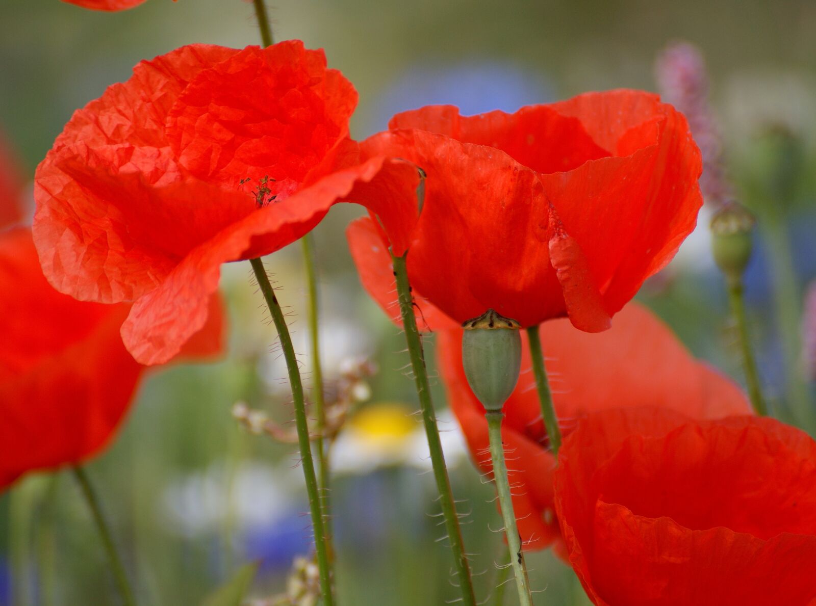 Sony Alpha DSLR-A350 sample photo. Poppies, red, red poppy photography