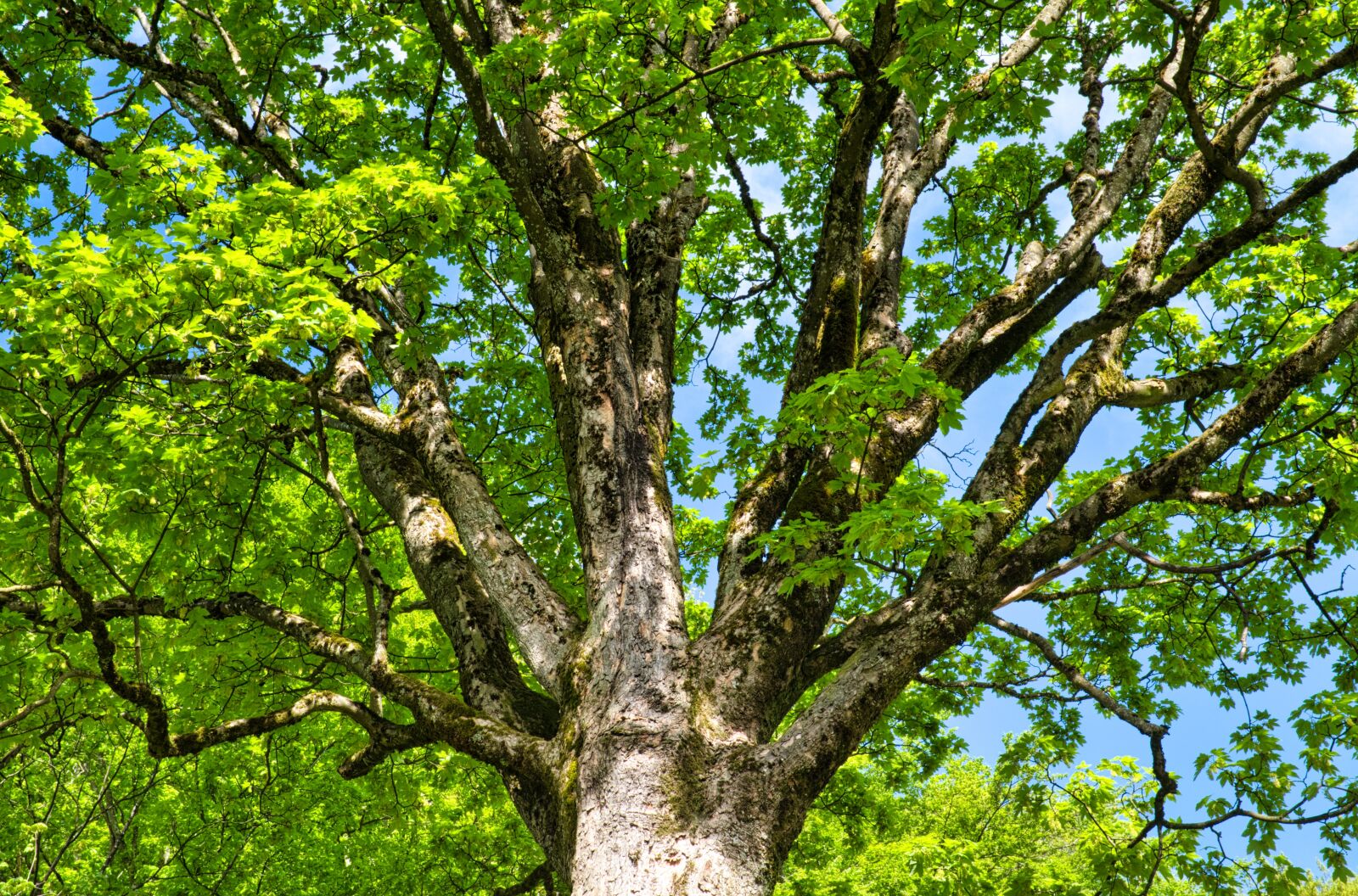 Nikon D7500 sample photo. Tree, spring, crown photography