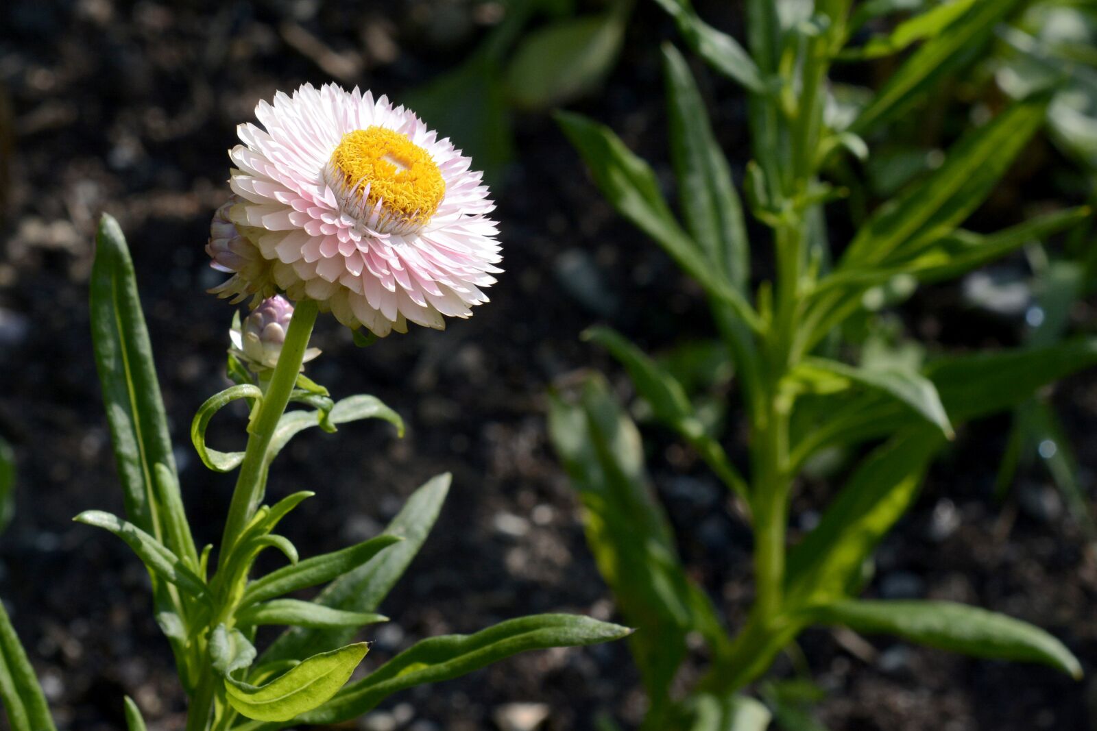 Nikon D7100 sample photo. Wild flower, geese flower photography
