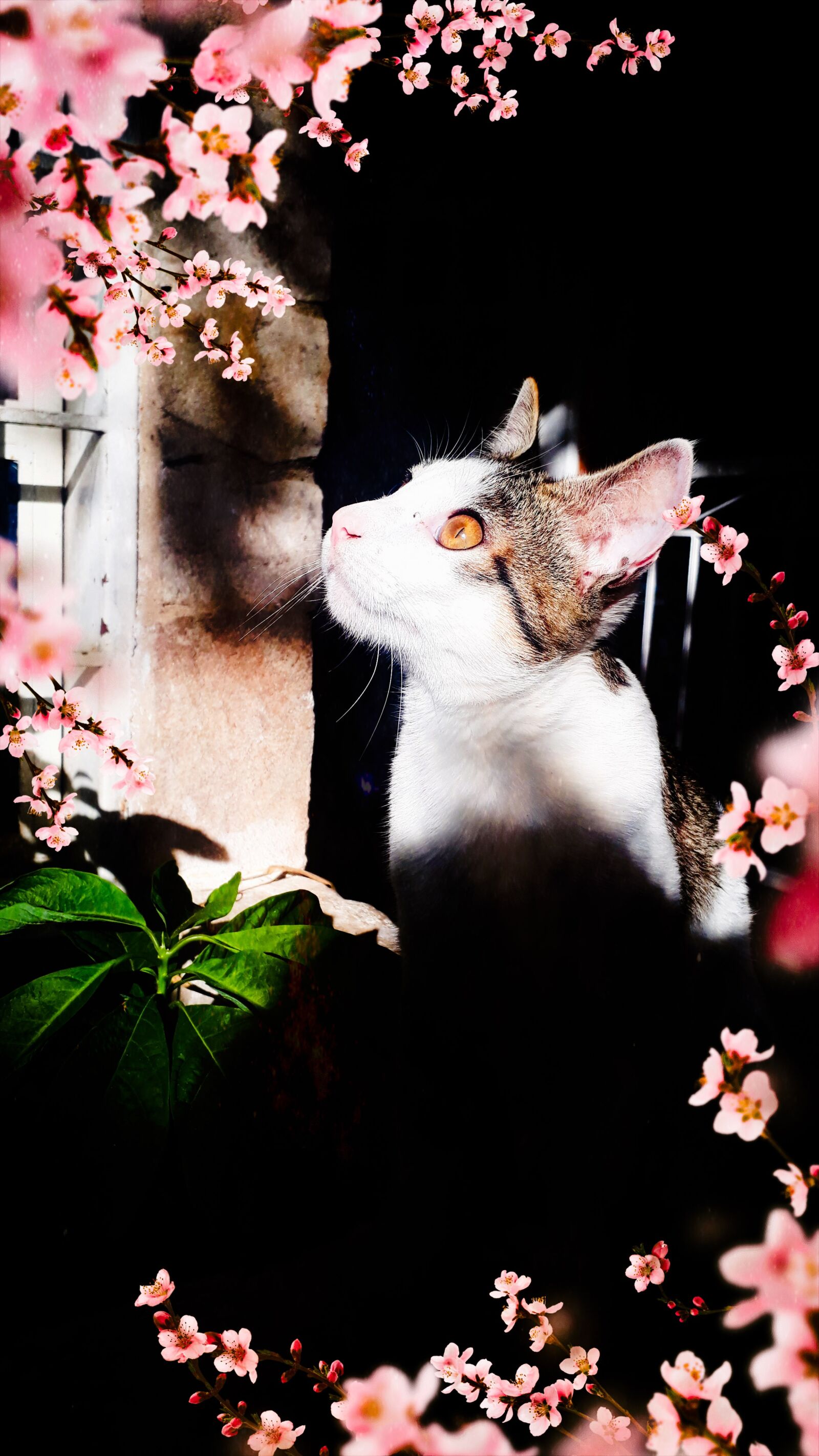Samsung Galaxy J7 Prime2 sample photo. Cats, pink, flowers photography