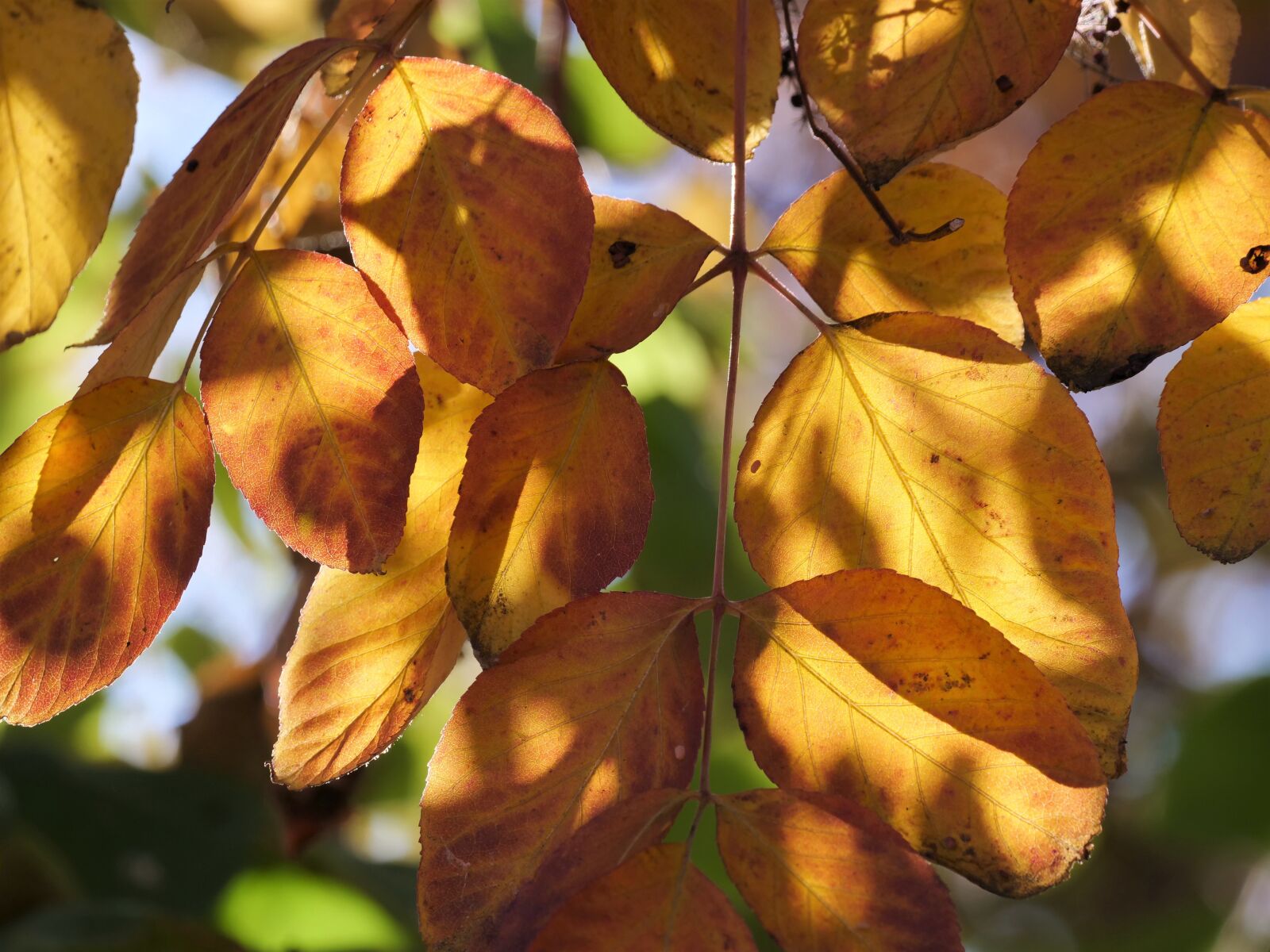 Panasonic Lumix DC-G9 sample photo. Fall foliage, leaves, colorful photography