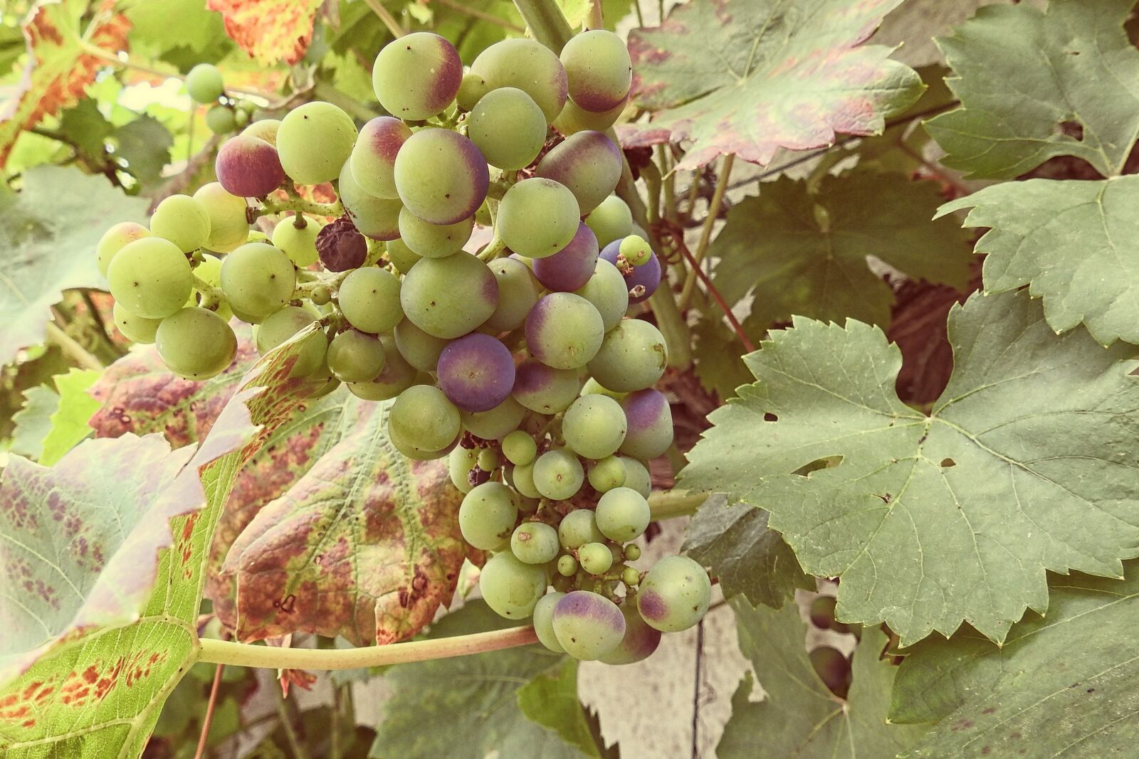 Nikon Coolpix P900 sample photo. Grapes, grapevine, vine photography
