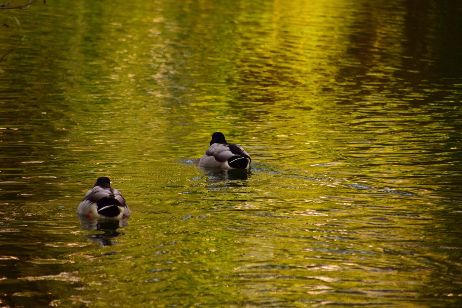 Nikon D3300 sample photo. Bird, reflection, lake, duck photography
