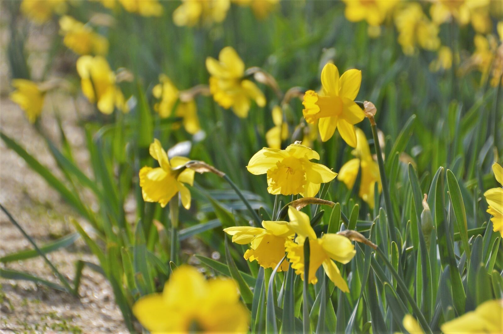 Nikon D3200 sample photo. Daffodil, flower, petal photography