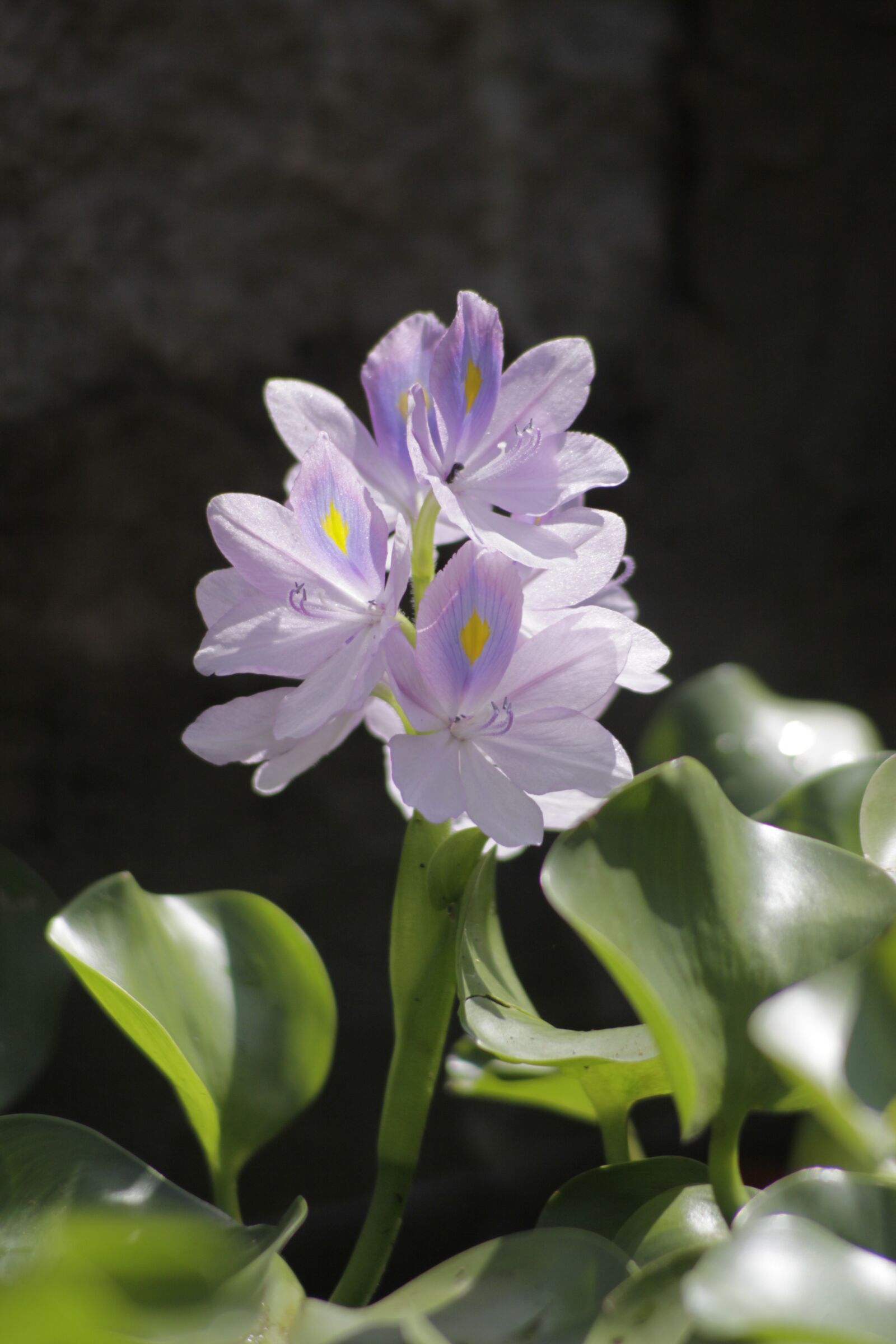 Canon EOS 50D sample photo. Water hyacinth flower, violet photography