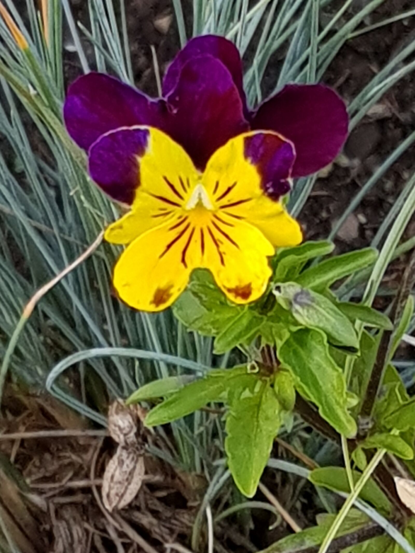 Samsung Galaxy S8+ sample photo. Pansy, flowers, flower bed photography
