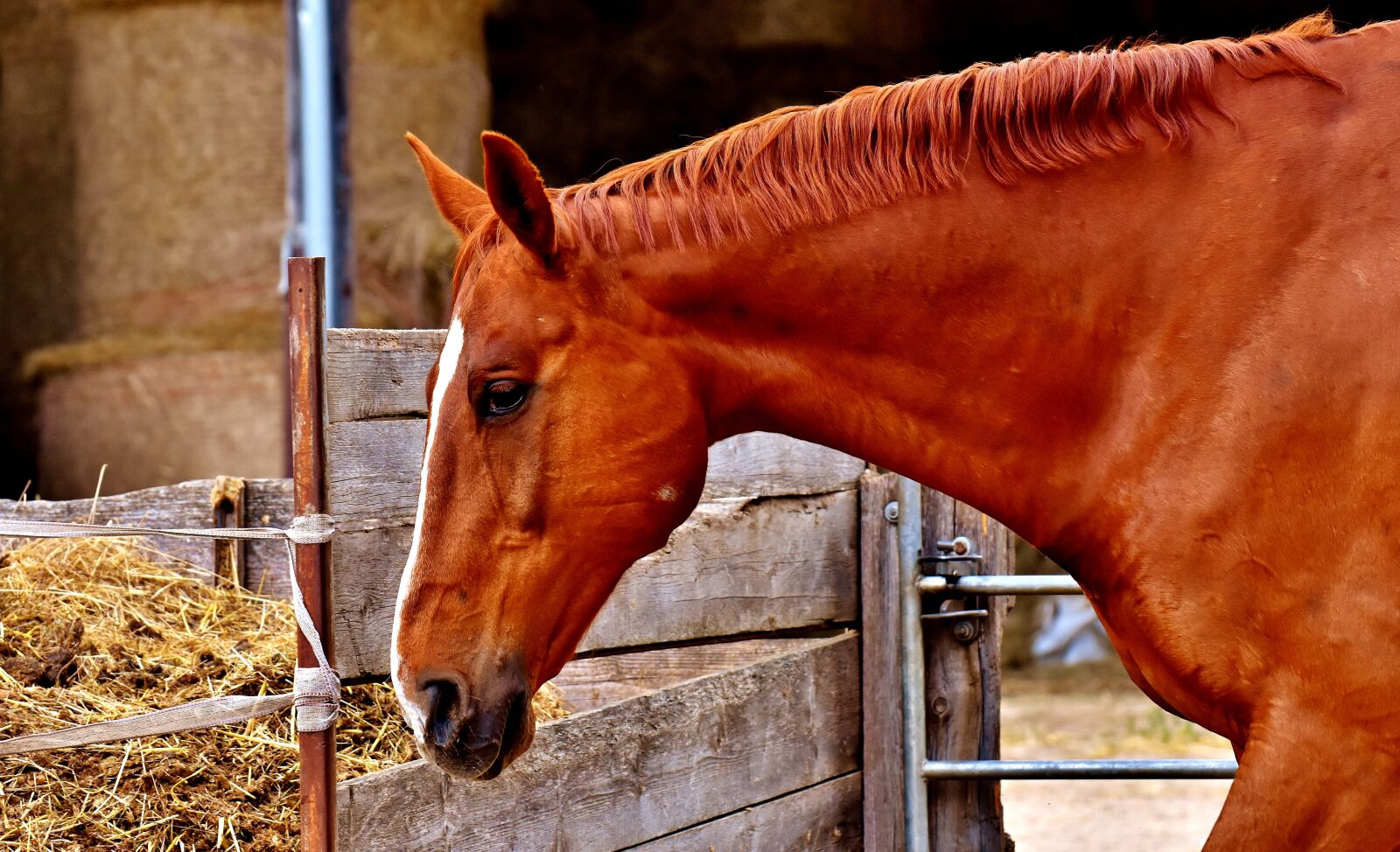 Nikon D7200 sample photo. Horse, brown, animal photography