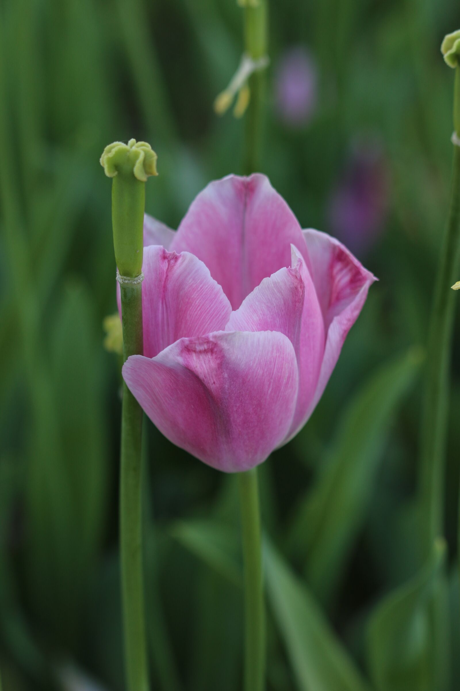 Canon EOS 70D + Canon EF 100mm F2.8 Macro USM sample photo. Tulips, white, pink photography