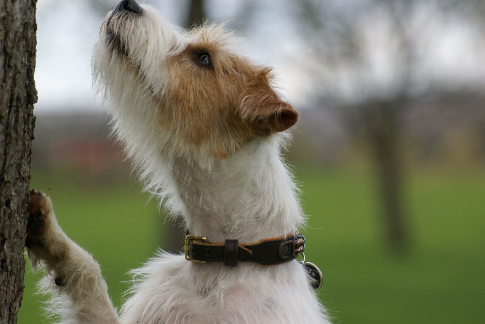 Sony Alpha DSLR-A100 sample photo. Dog, parson russell terrier photography