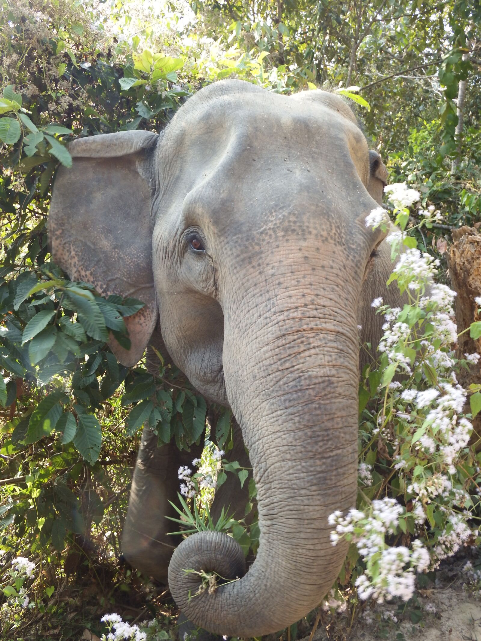 Fujifilm FinePix SL1000 sample photo. Elephant, thailand, animals photography