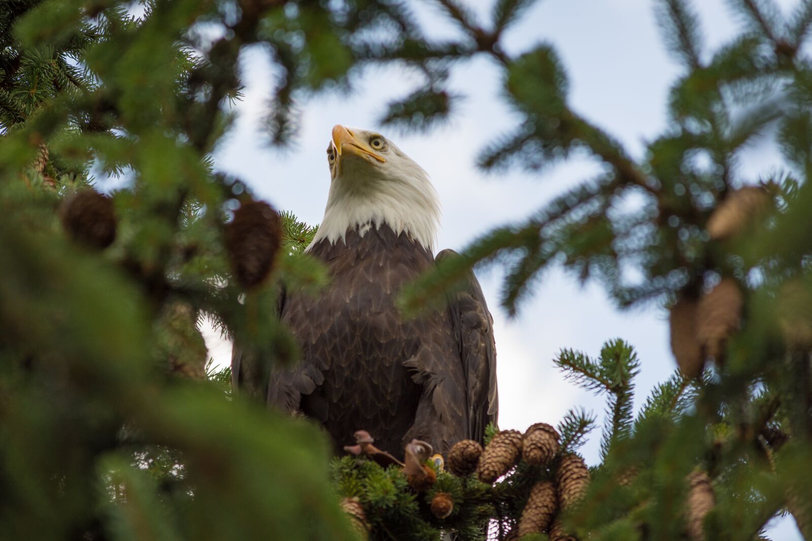 Nikon D7200 sample photo. Adler, raptor, bird of photography