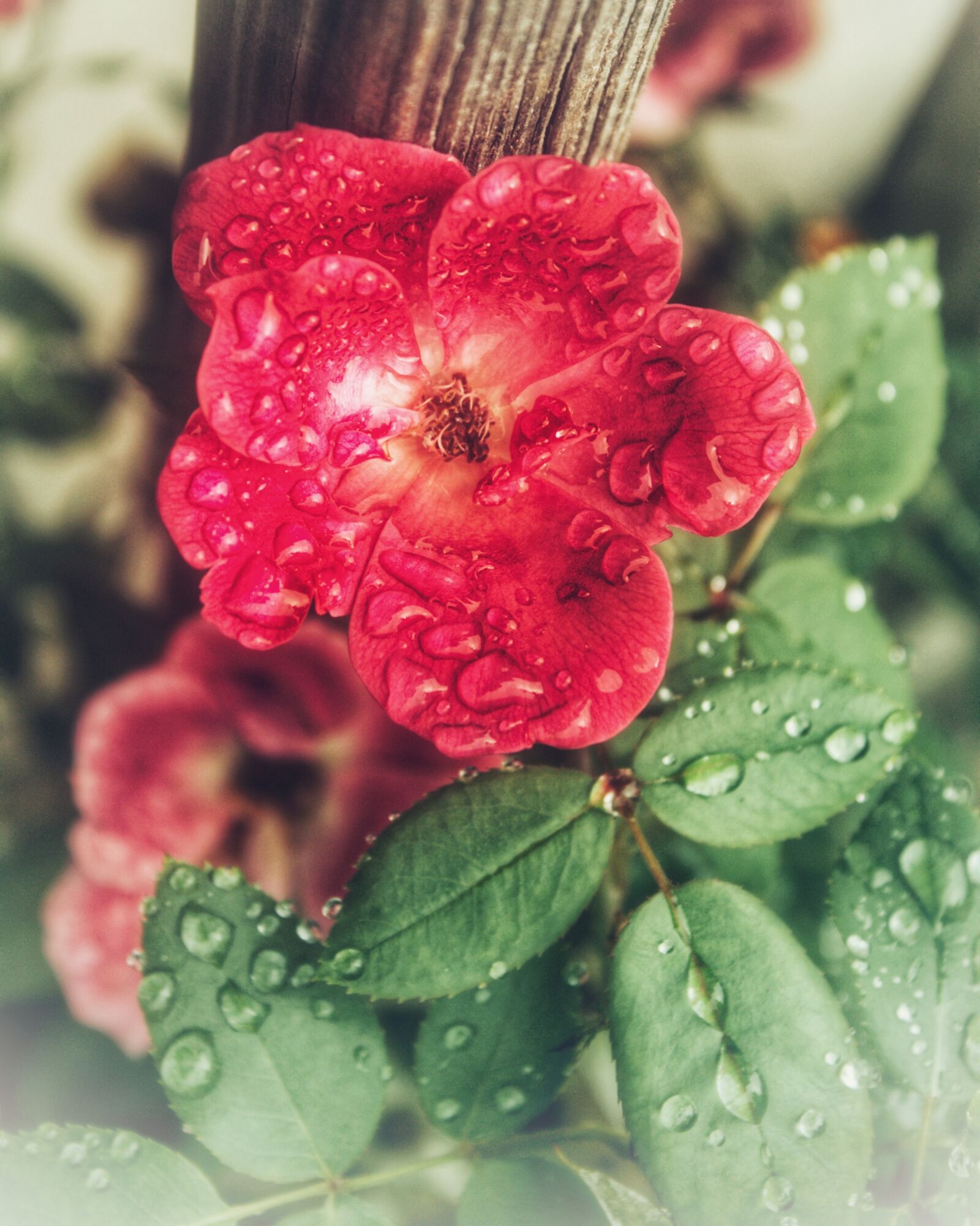 Canon EOS 1100D (EOS Rebel T3 / EOS Kiss X50) sample photo. Rose, flower, nature photography