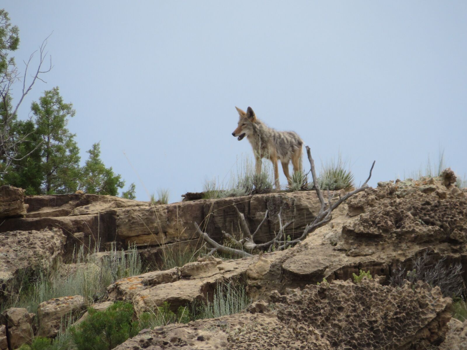 Canon PowerShot SX280 HS sample photo. Colorado, coyote, desert photography