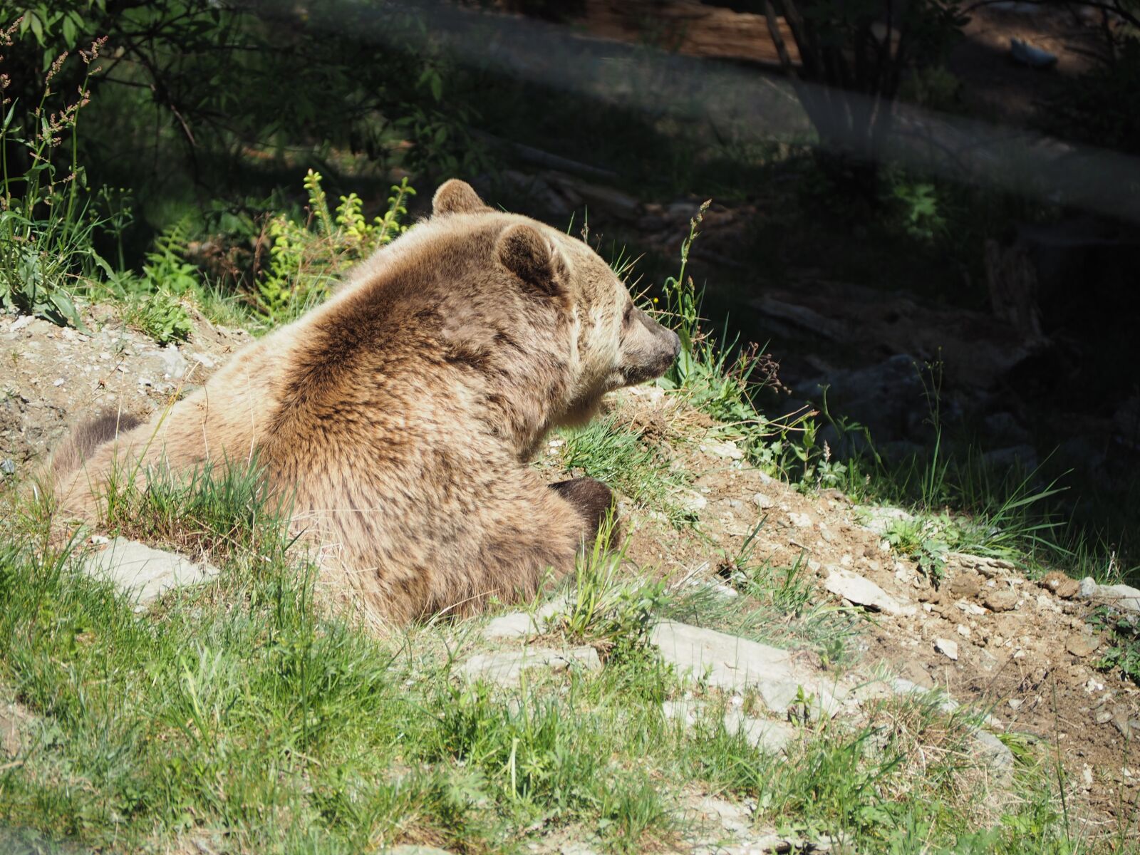 Olympus OM-D E-M10 sample photo. Bear, nature, zoo photography