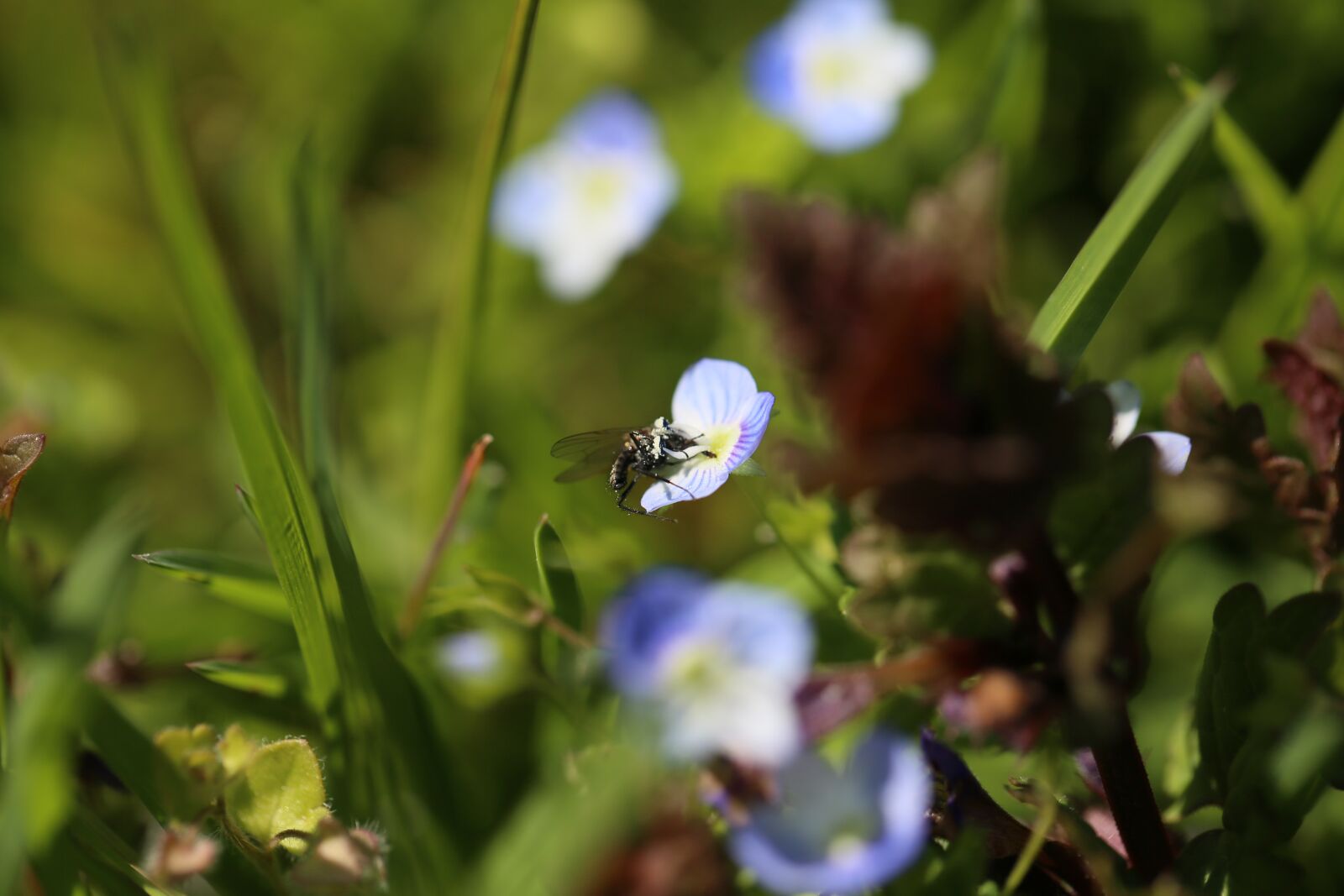 Canon EF 100mm F2.8L Macro IS USM sample photo. Grass, meadow, flowers photography