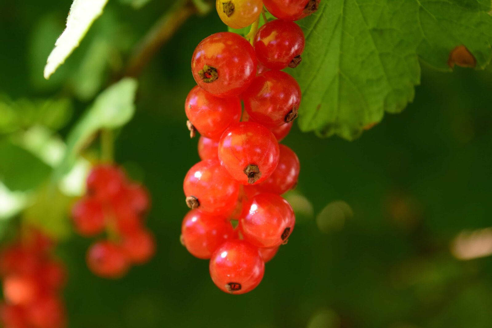 Nikon D3300 sample photo. Berry, red, leaf, garden photography