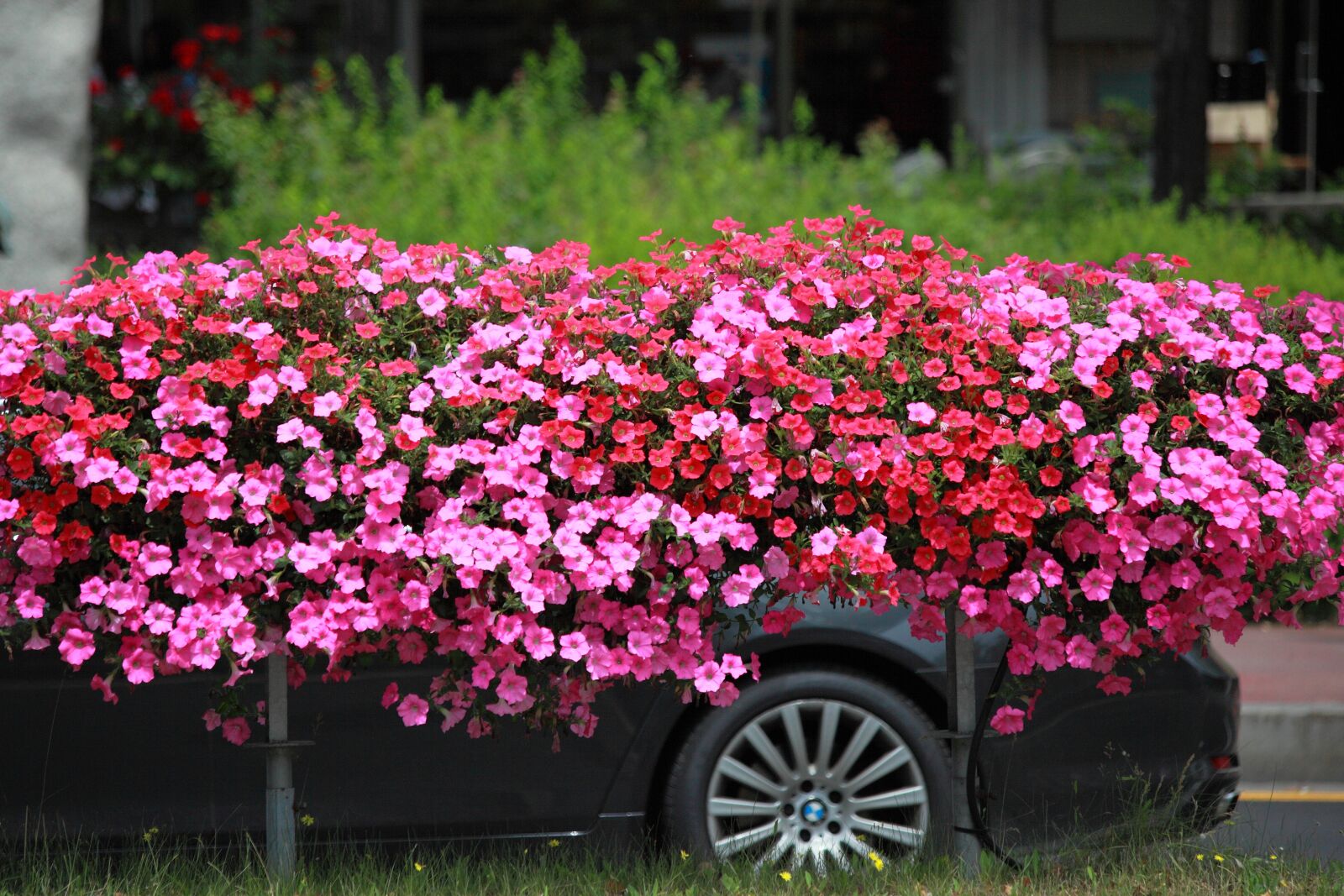 Canon EOS 5D Mark II sample photo. Flowers, garden, plants photography