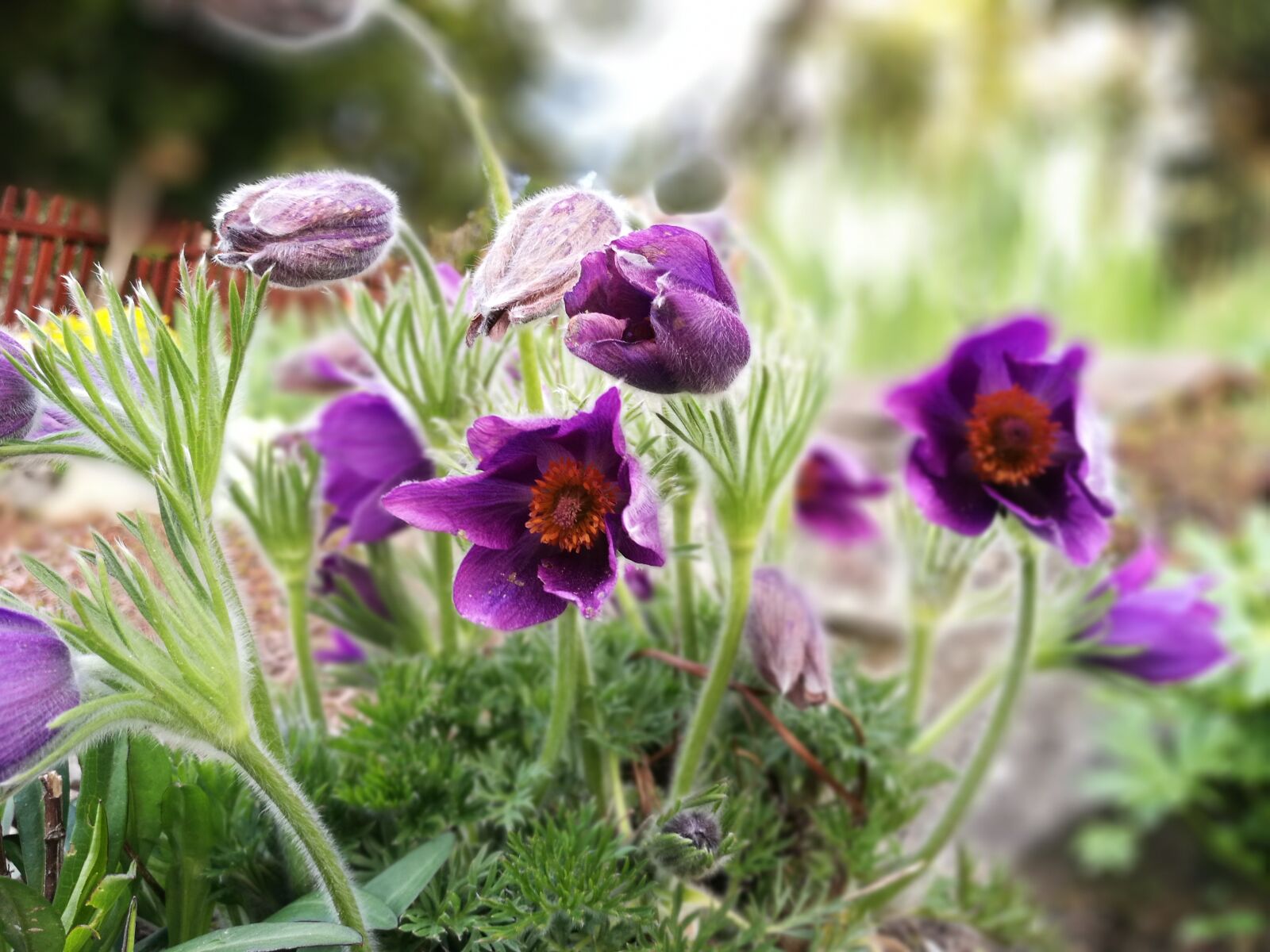 HUAWEI P9 sample photo. Flowers, spring, 2 photography