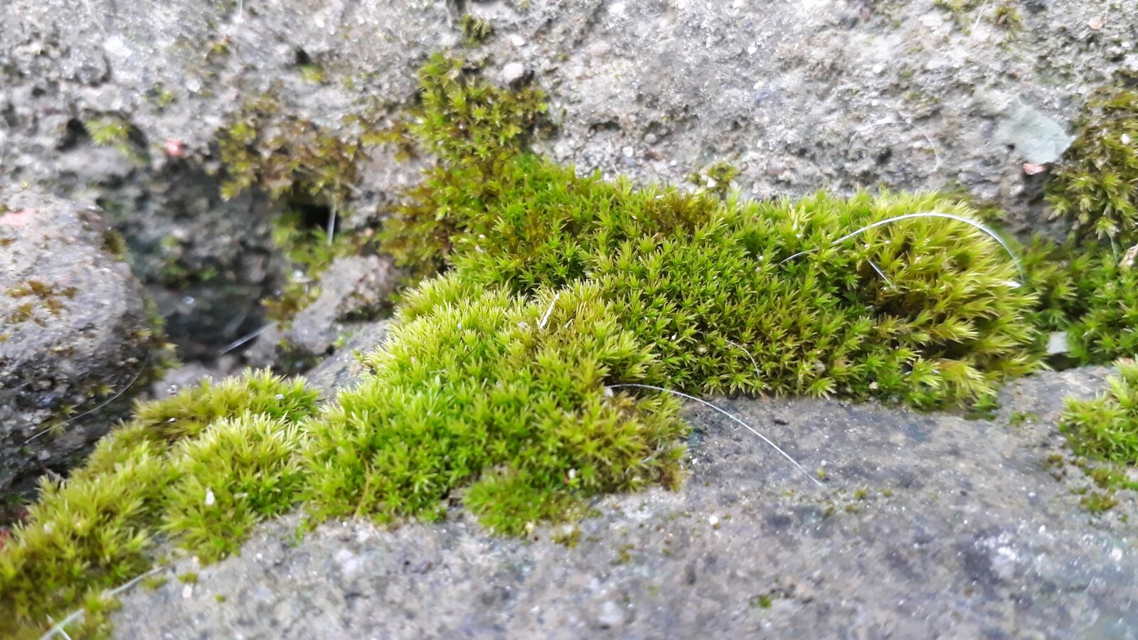 Samsung Galaxy J5 Prime sample photo. Green grass between stone photography