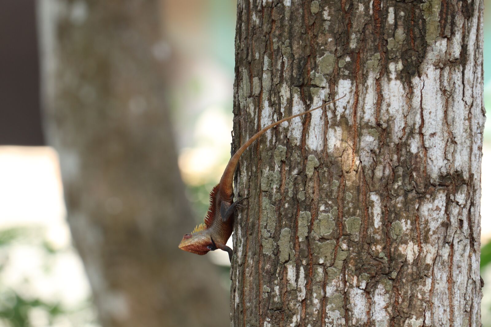 Canon EOS 250D (EOS Rebel SL3 / EOS Kiss X10 / EOS 200D II) sample photo. Chameleon, kerala, tree photography