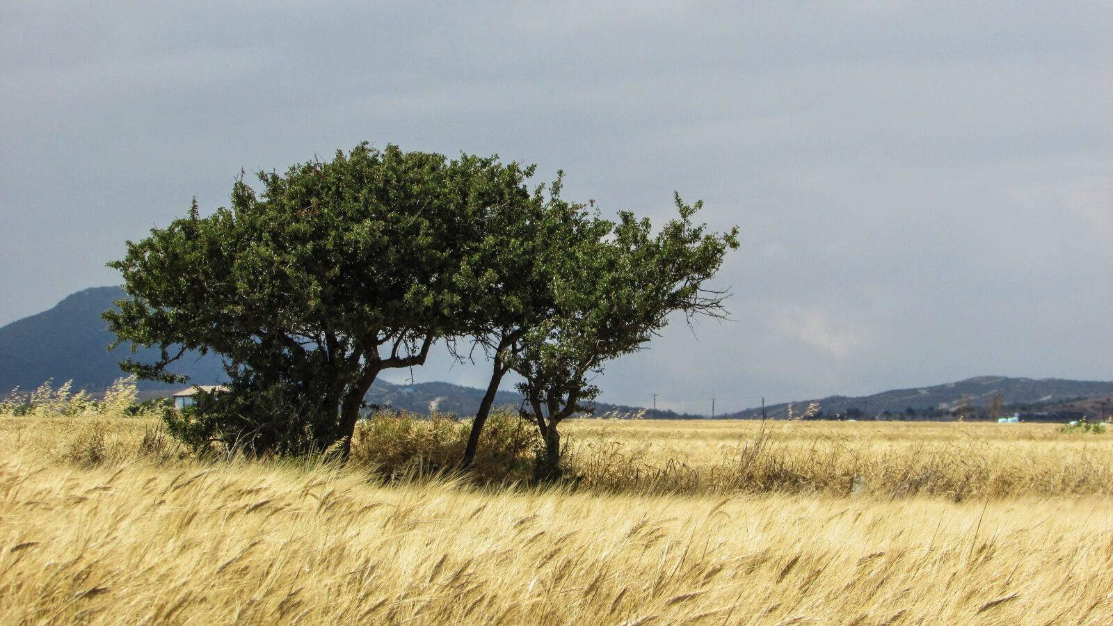 Canon PowerShot SX400 IS sample photo. Wheat field, field, golden photography