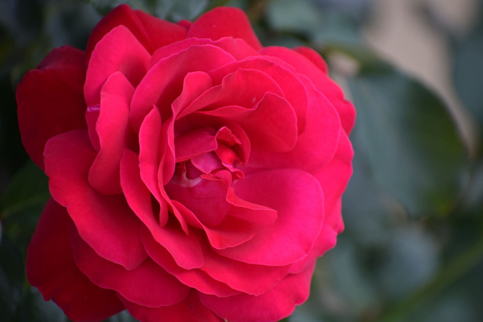 Nikon D3300 sample photo. Red rose, love symbol photography