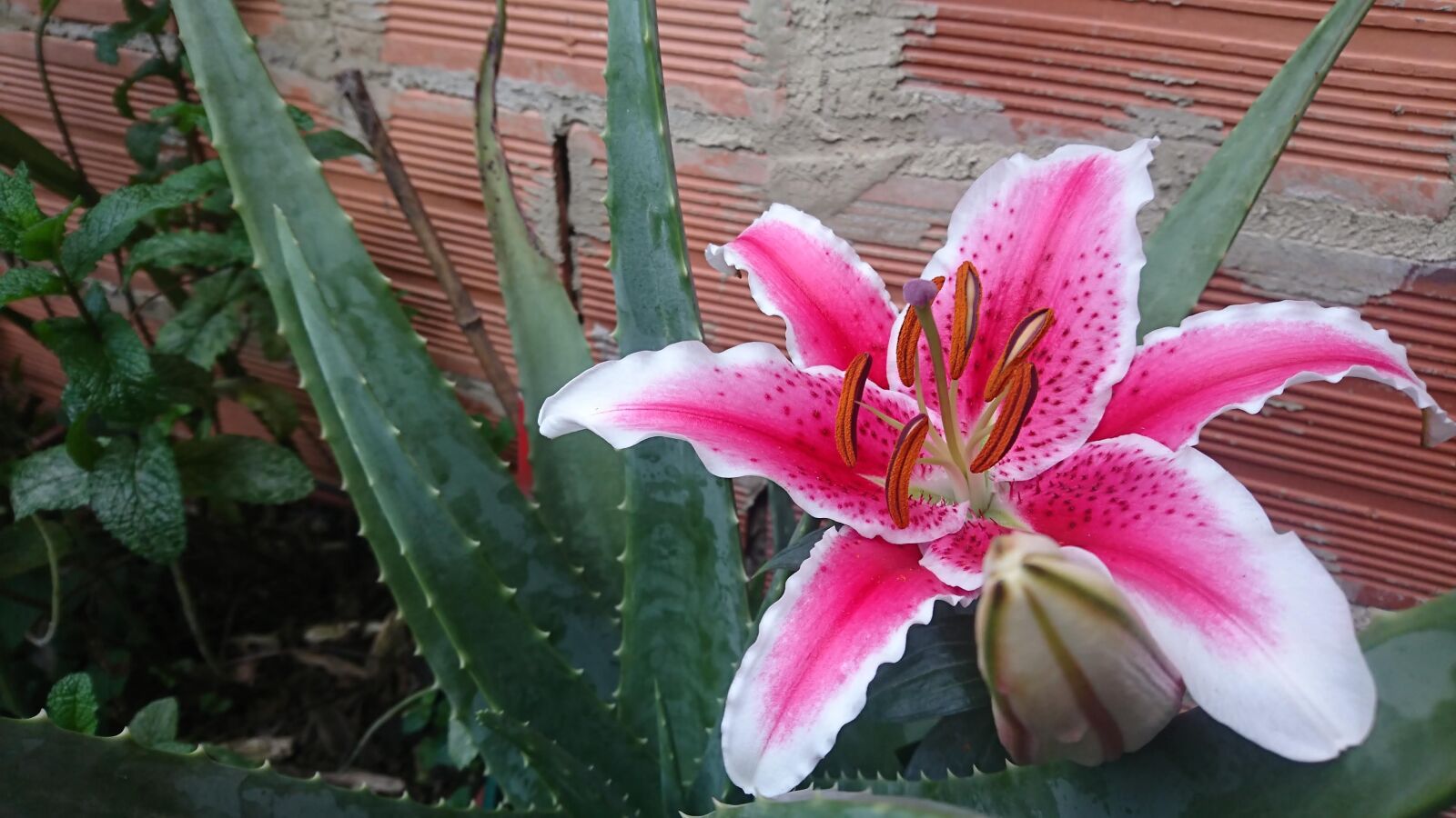 Sony Xperia XZ sample photo. Lirio, colombia, flor photography