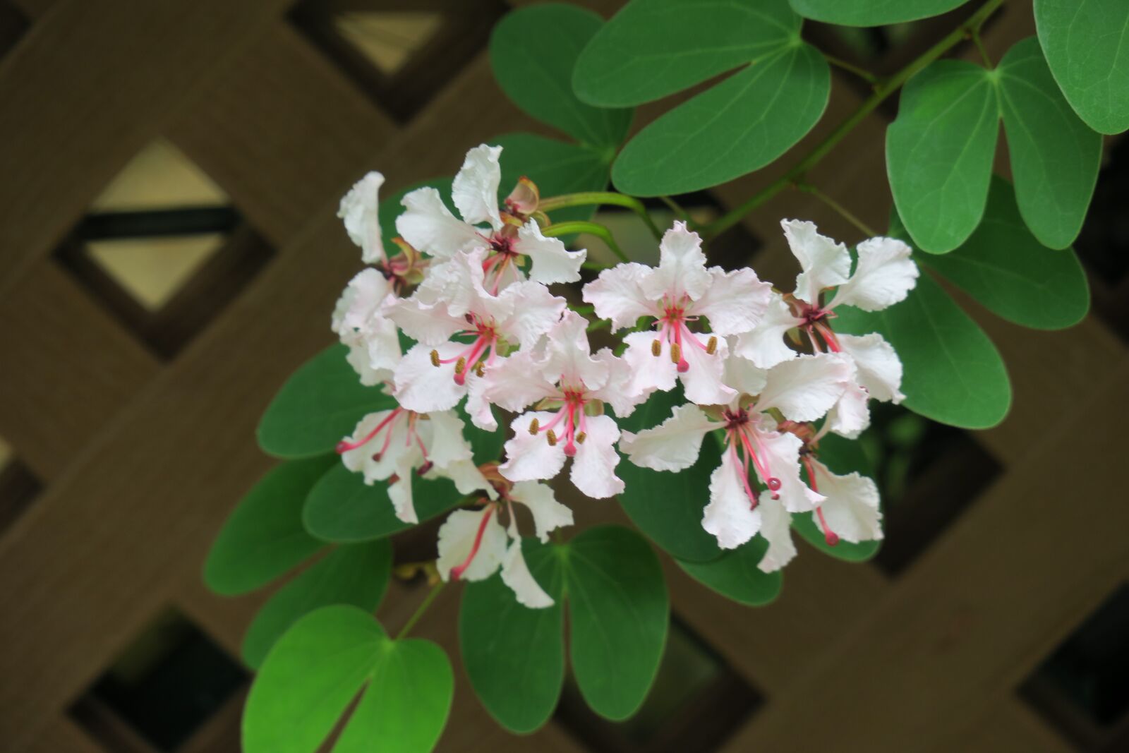 Canon PowerShot G3 X sample photo. Bauhinia, hong kong, flower photography