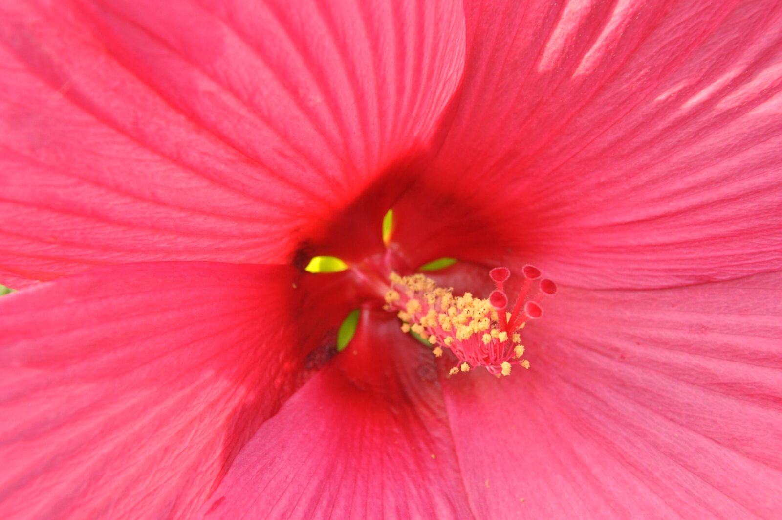 Nikon D90 sample photo. Petals, flower, hibiscus photography