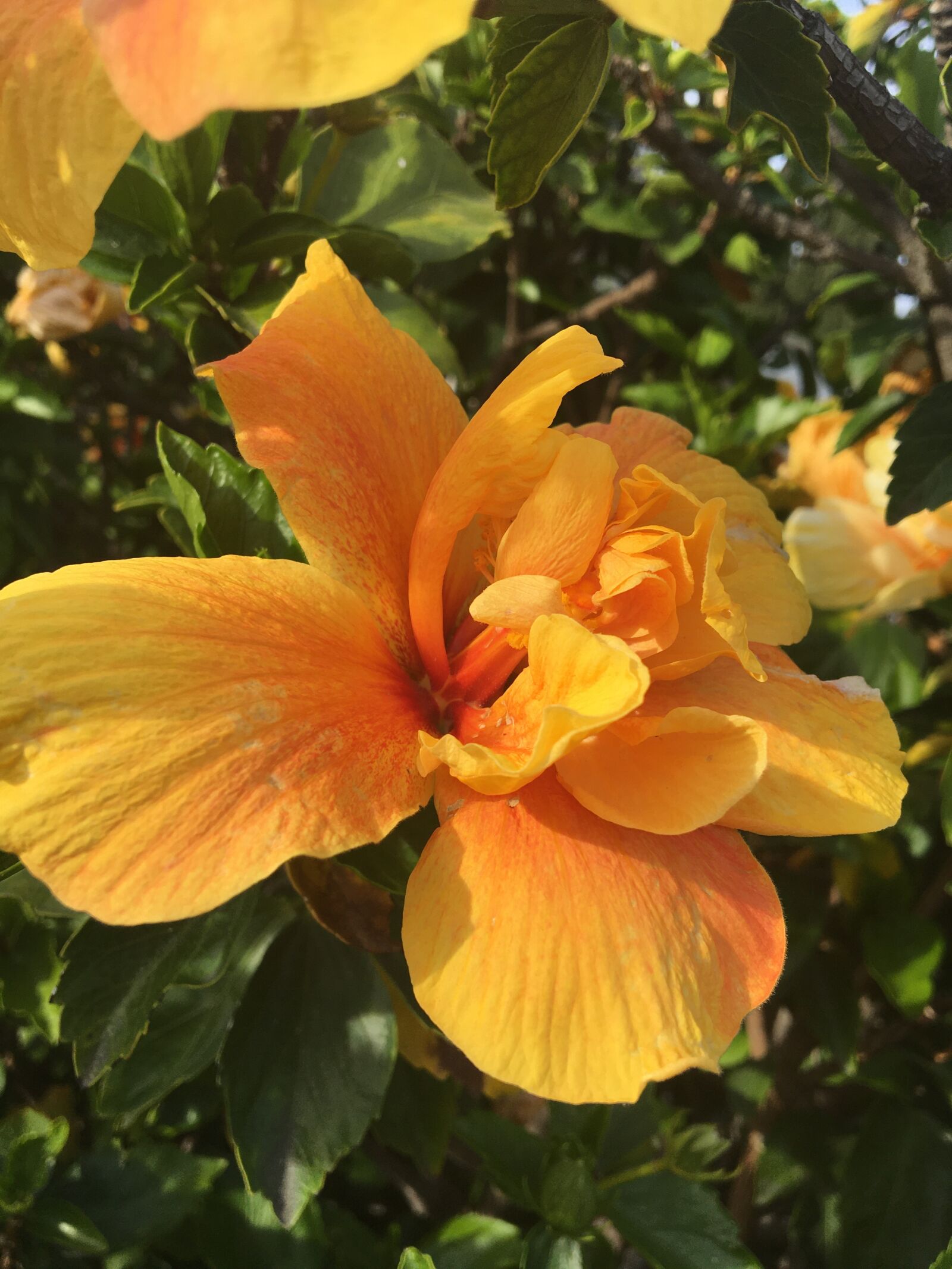 Apple iPhone 6s sample photo. Flowers, yellow, blossom photography