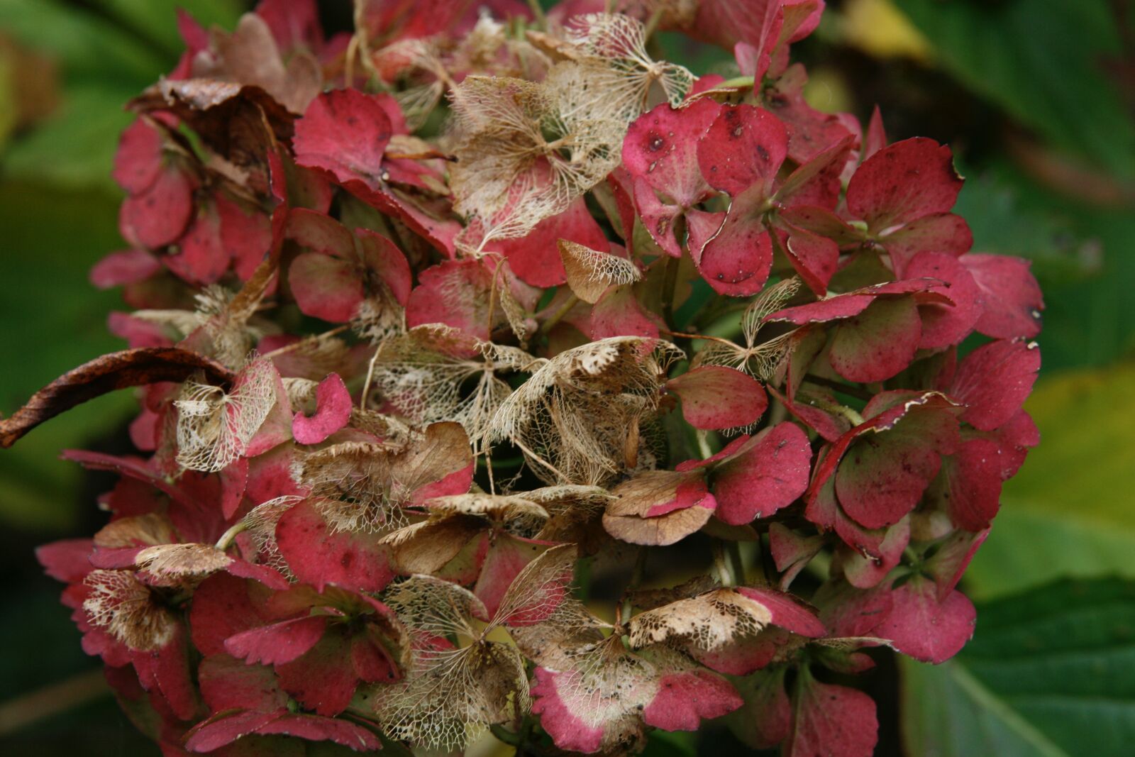 Canon EOS 400D (EOS Digital Rebel XTi / EOS Kiss Digital X) sample photo. Autumn, hydrangea, faded photography