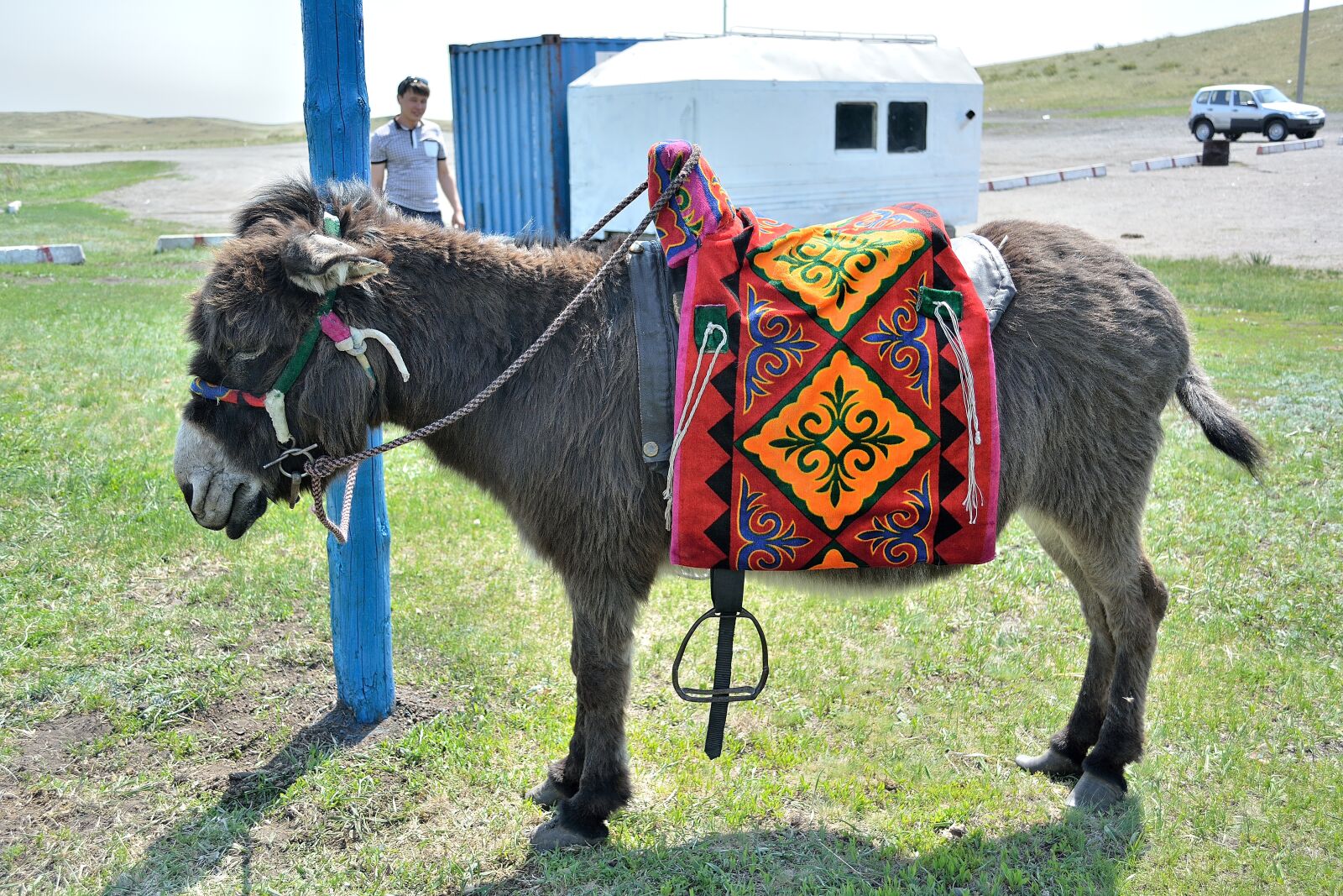 Nikon D5200 sample photo. Donkey, animals, animal photography