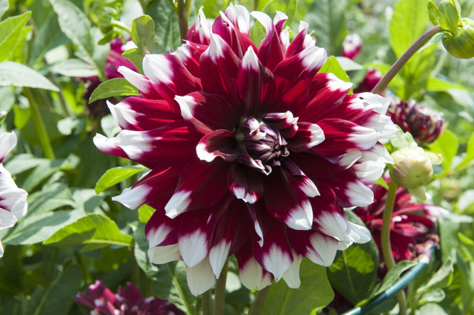 Nikon D3 sample photo. Dahlia, blossom, bloom photography