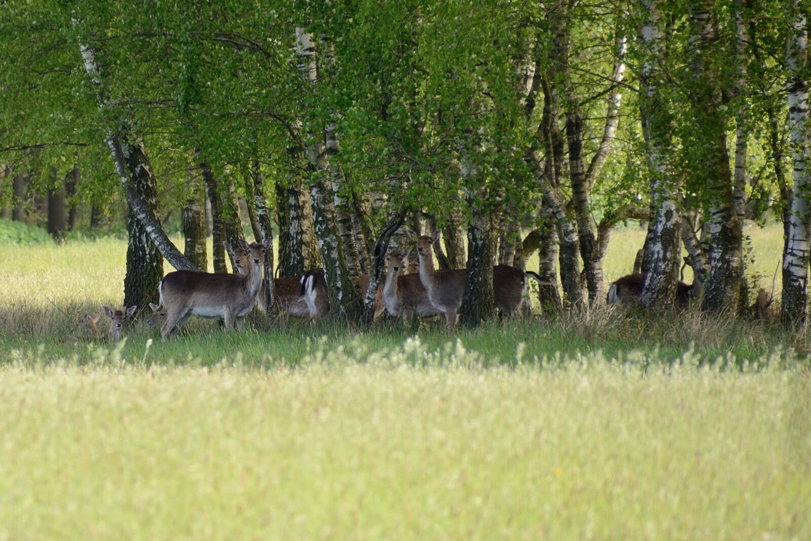 Nikon D7000 sample photo. Fallow deer, duvenstedter brook photography