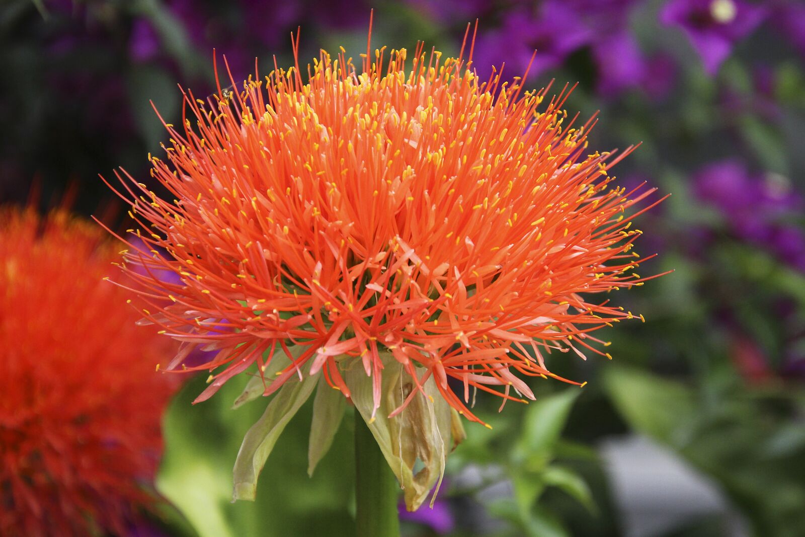 Canon EOS 700D (EOS Rebel T5i / EOS Kiss X7i) sample photo. Blood flower, plant, nature photography