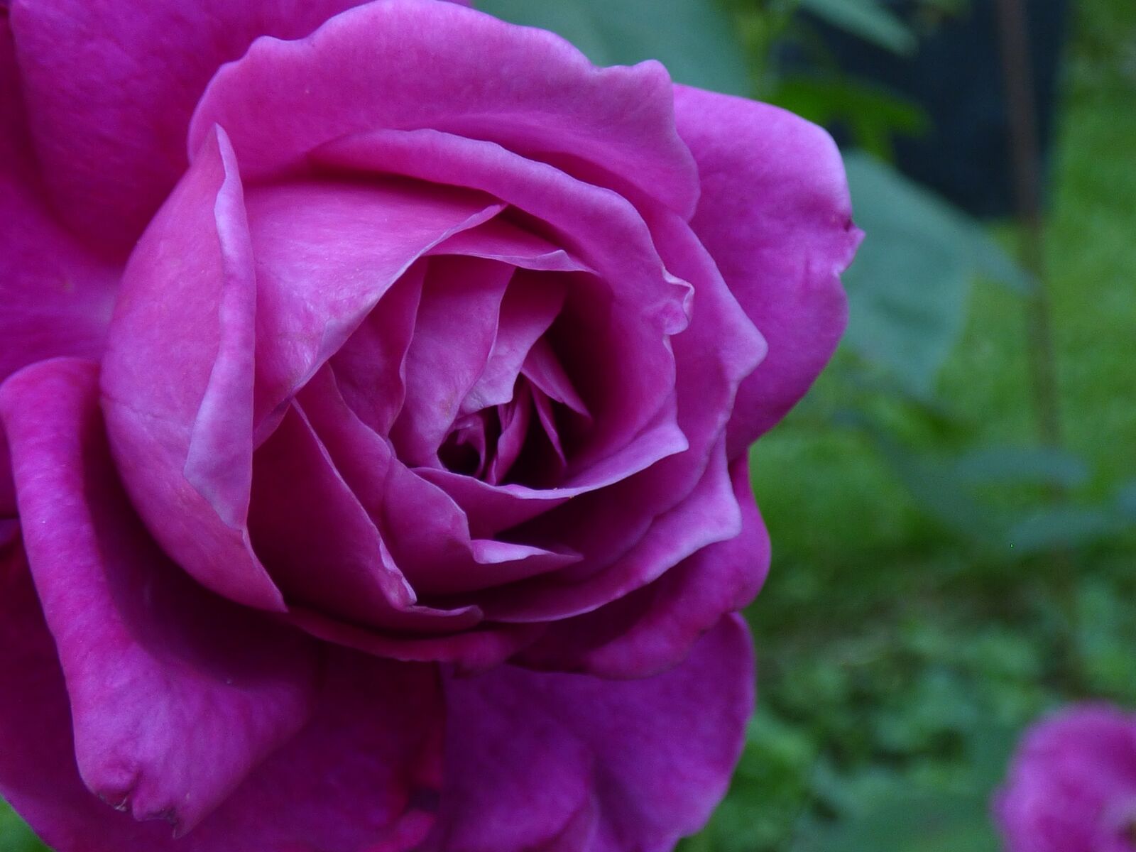 Panasonic DMC-FZ72 sample photo. Flower, rosebush, purple photography