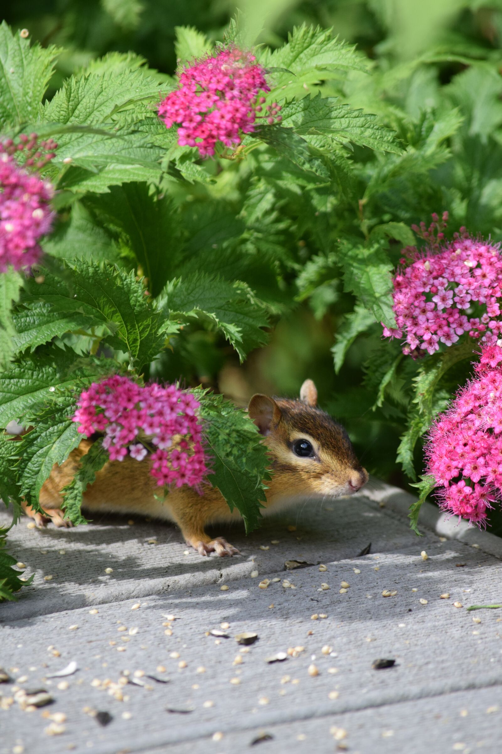 Nikon D5300 sample photo. Squirrel, chipmunk, rodent photography