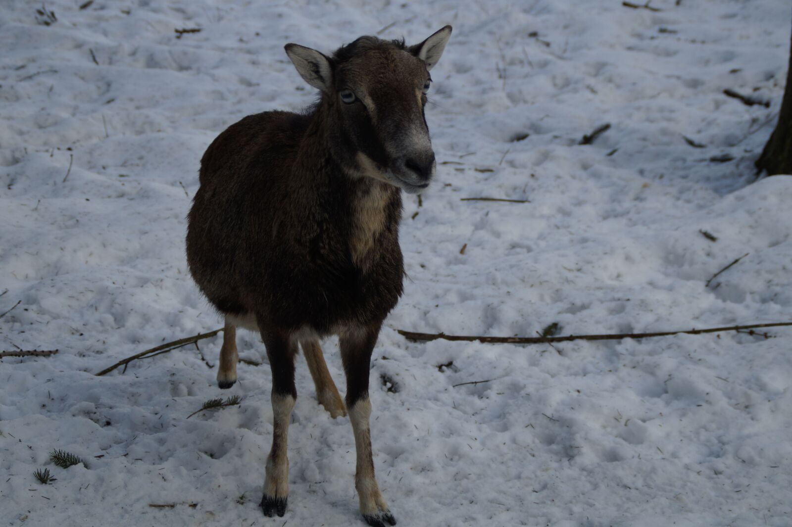 Sony SLT-A58 sample photo. Sheep, mouflon, winter photography