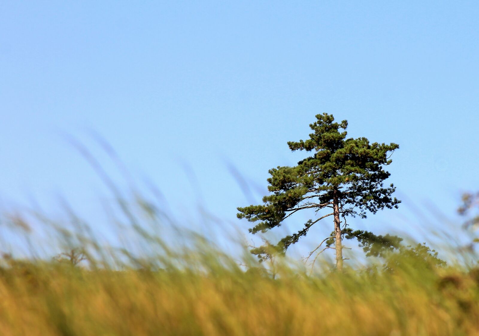 Canon EF75-300mm f/4-5.6 sample photo. Lonely tree, black pine photography