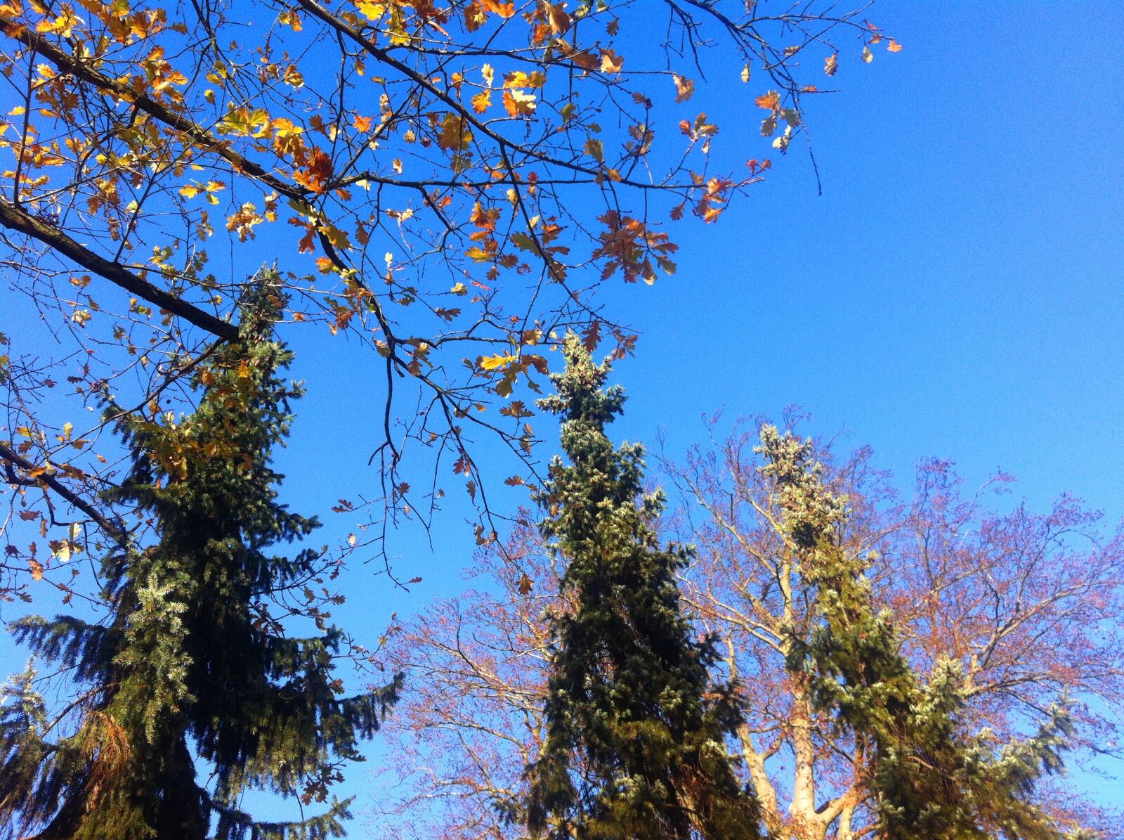Apple iPhone 4 sample photo. Firs, autumn, leaves photography