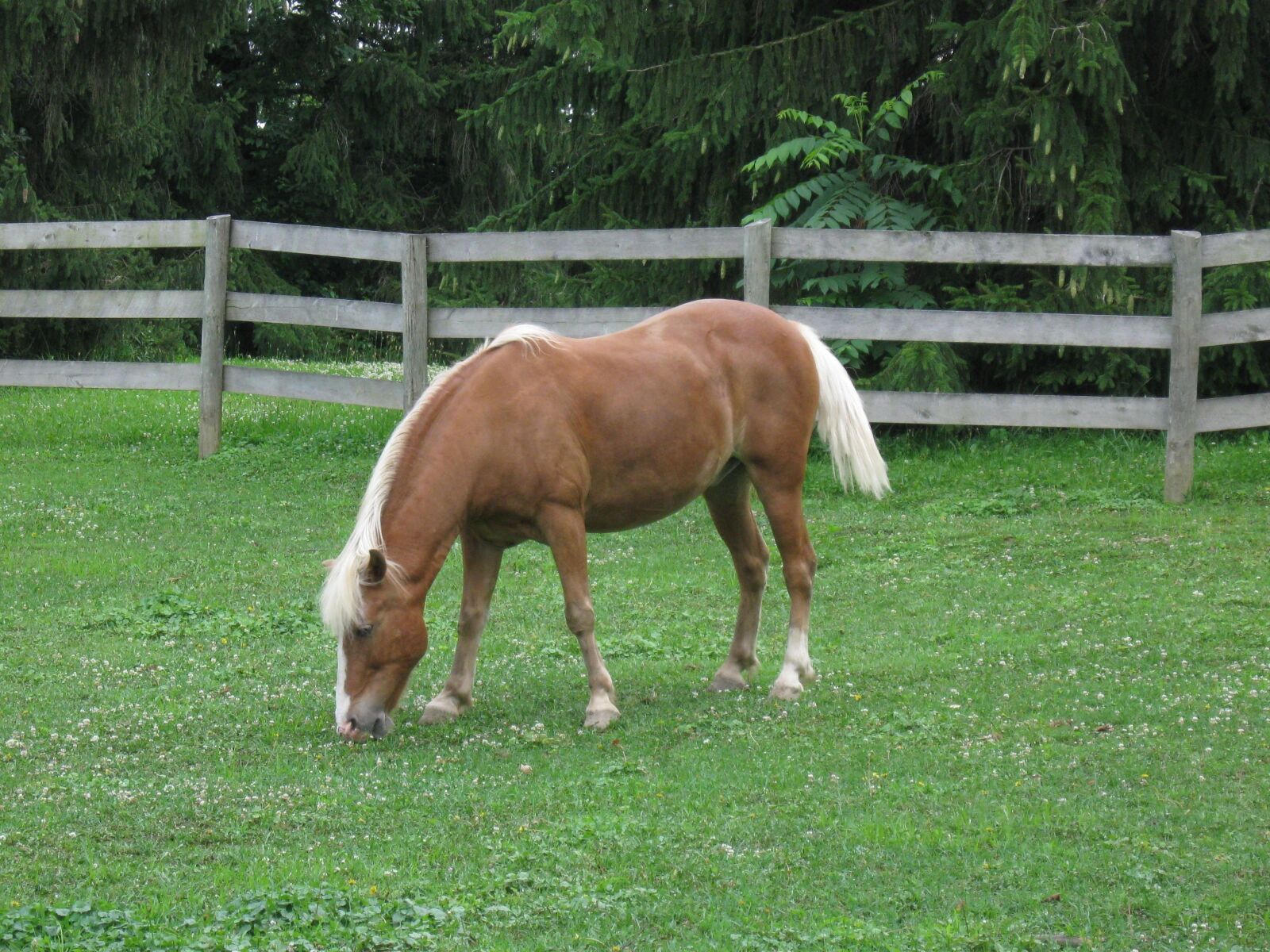 Canon PowerShot A590 IS sample photo. Horse, ranch, farm photography