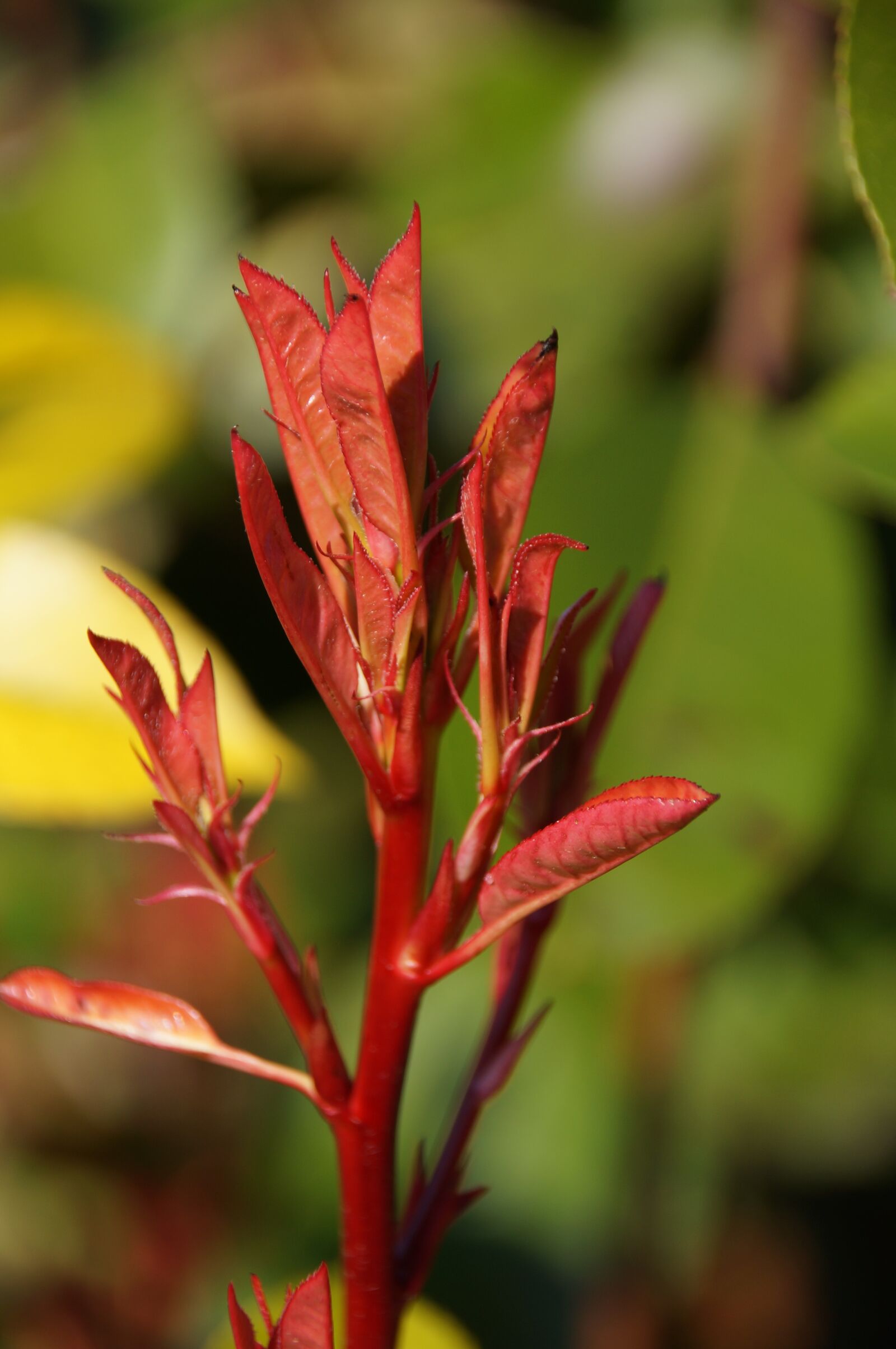 Sony SLT-A57 sample photo. Plant, nature, flower photography