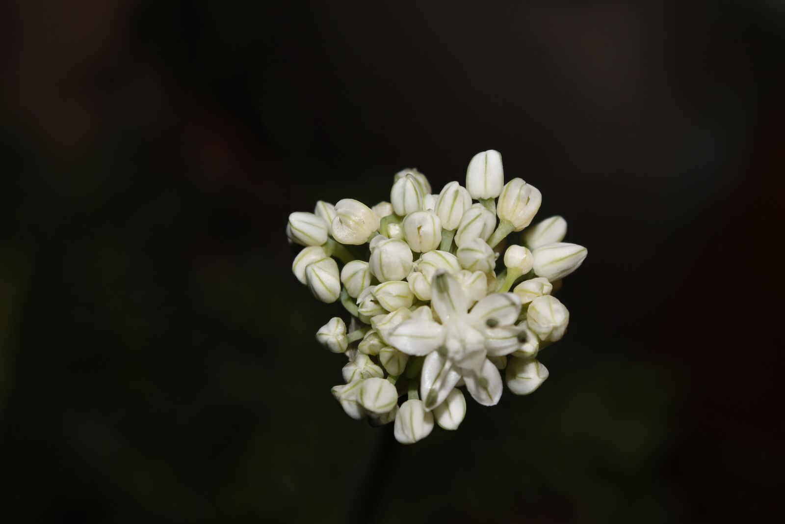 Canon EOS 1100D (EOS Rebel T3 / EOS Kiss X50) sample photo. Onion flower, flowers, bloom photography