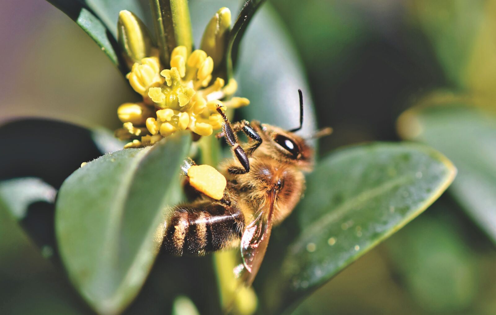 Nikon D7200 sample photo. Bee, honey bee, blossom photography