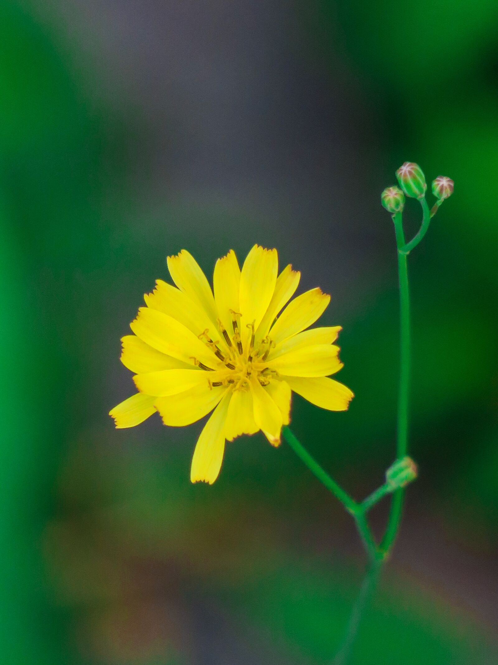 Canon PowerShot G3 X sample photo. Nature, plant, flower photography