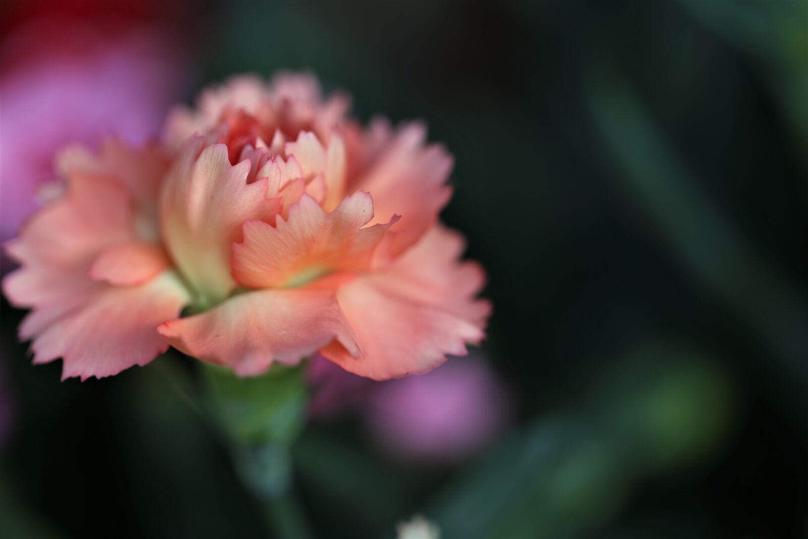 Canon EOS 6D + Canon EF 100mm F2.8 Macro USM sample photo. Orange carnation, flower, blooming photography