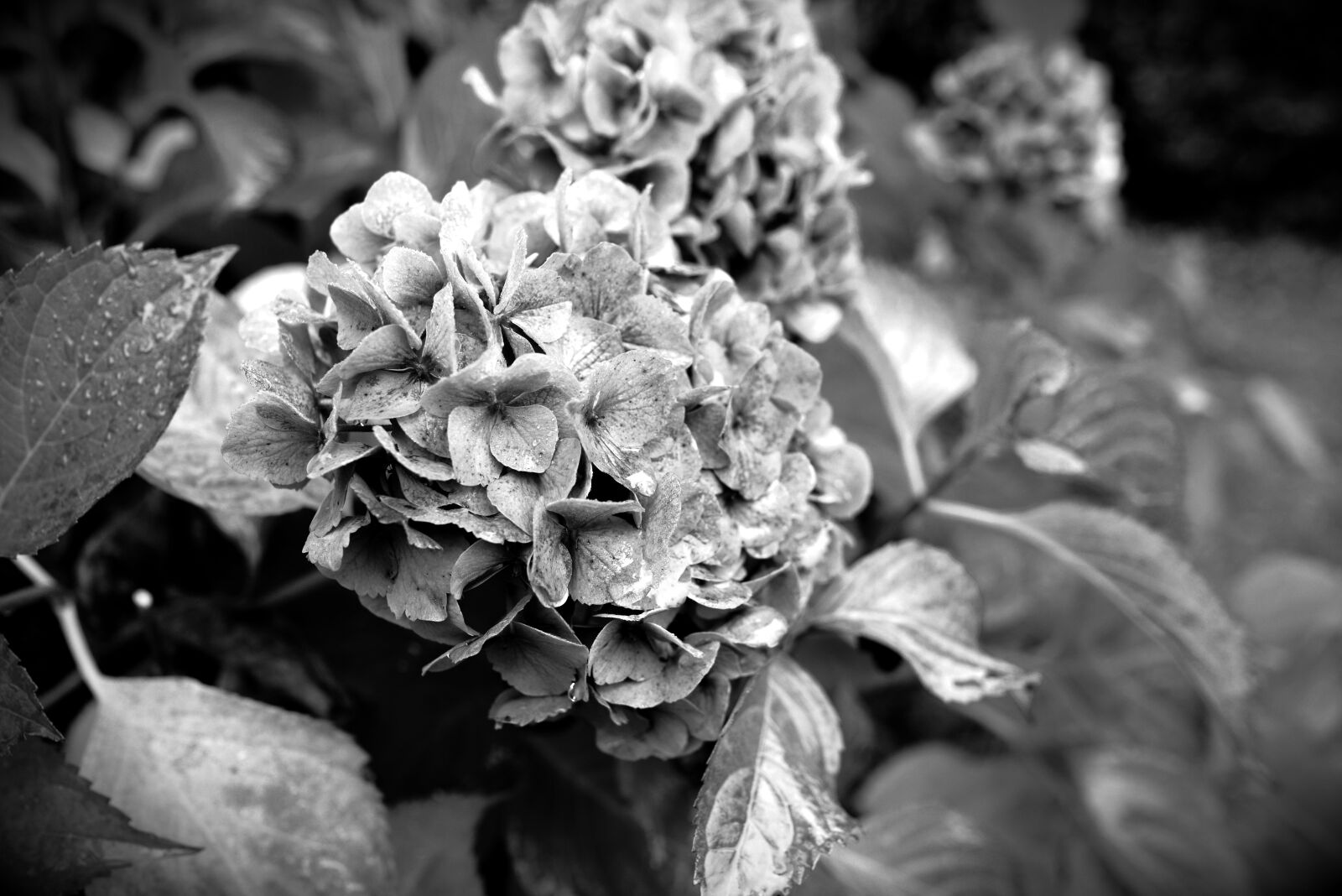 Nikon D610 sample photo. Hydrangea, faded, black white photography