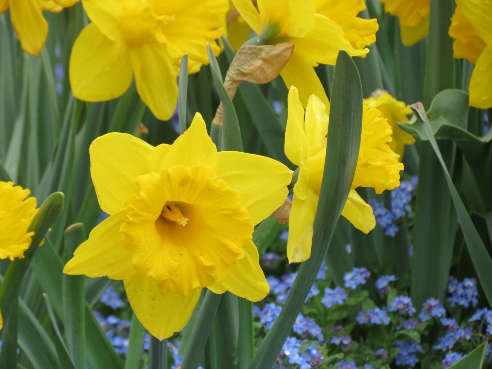 Canon PowerShot SX40 HS sample photo. Flowers, osterglocken, yellow photography