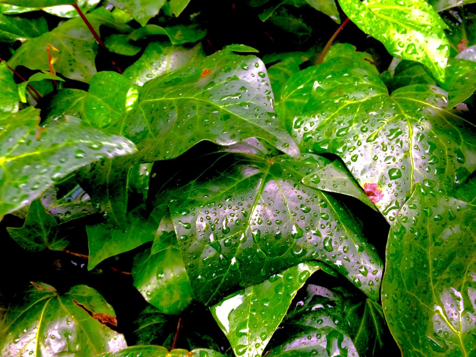 iPhone 5s back camera 4.15mm f/2.2 sample photo. Ivy, the vine, drop photography
