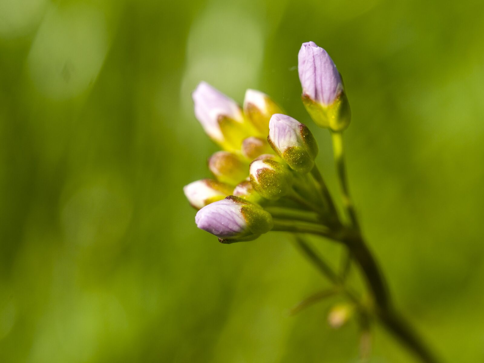 Olympus E-3 sample photo. Smock, flower, blossom photography